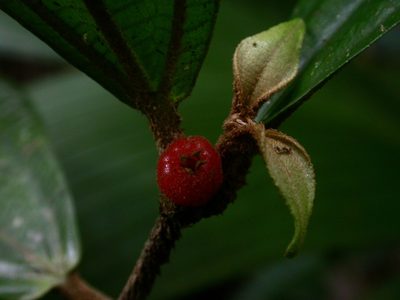 Miconia approximata, photographed by Eduardo Chacón Madrigal