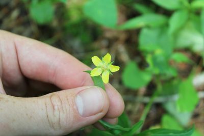 Lysimachia lanceolata, photographed by Jacob Friend