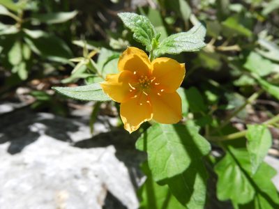 Mentzelia hispida, photographed by Leticia Jiménez Hernández