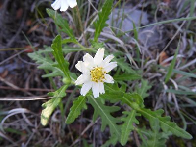 Melampodium cinereum, photographed by Leticia Jiménez Hernández