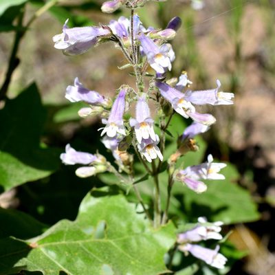 Penstemon gracilis, photographed by davecz2