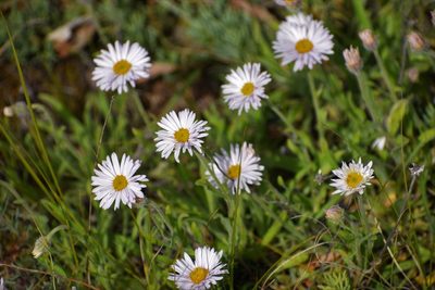 Erigeron caespitosus, photographed by Syd Cannings