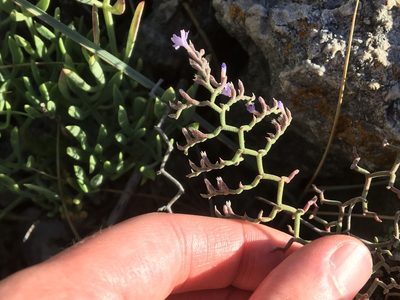 Limonium cancellatum, photographed by Harrison J Elkins