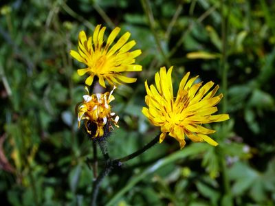 Willemetia stipitata, photographed by Wolfgang Jauch