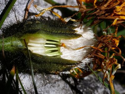 Willemetia stipitata, photographed by Wolfgang Jauch