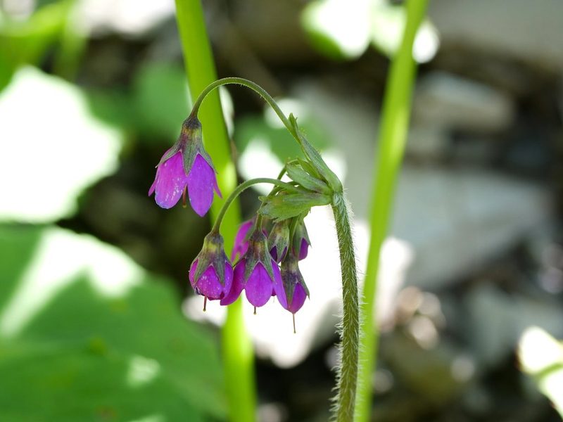 Primula matthioli, photographed by Wolfgang Jauch