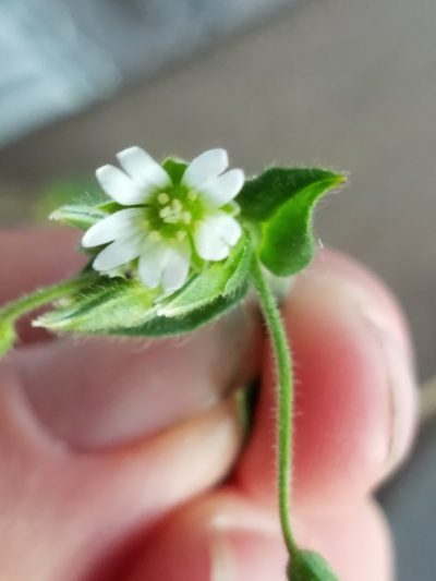 Cerastium nutans, photographed by Sarah Johnson