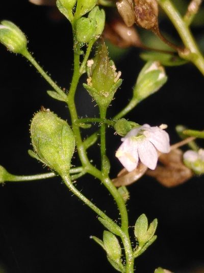 Veronica anagalloides, photographed by Yves Bas