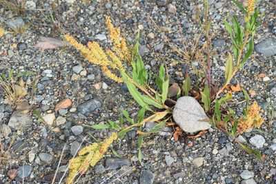 Rumex triangulivalvis, photographed by Syd Cannings