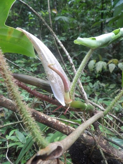 Philodendron squamiferum, photographed by Guillaume Delaitre