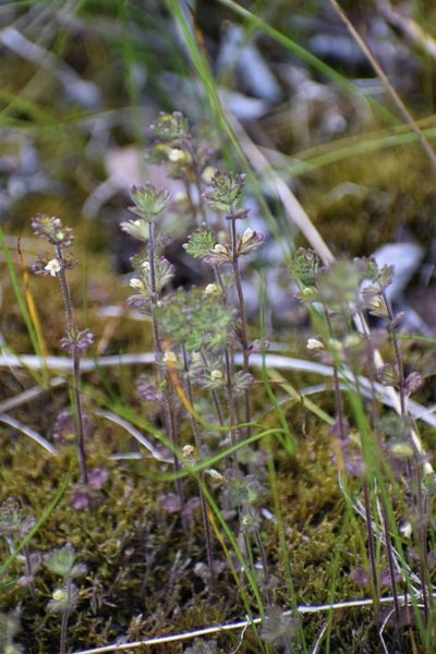 Euphrasia subarctica, photographed by Syd Cannings