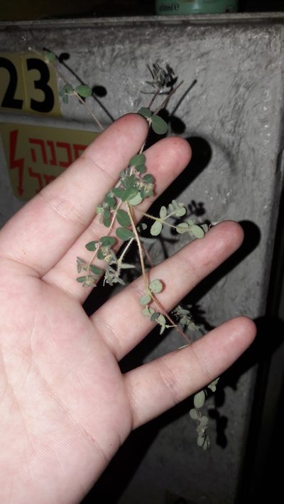Euphorbia chamaesyce, photographed by Astra