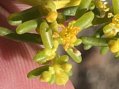 Zygophyllum simplex, photographed by Dave U