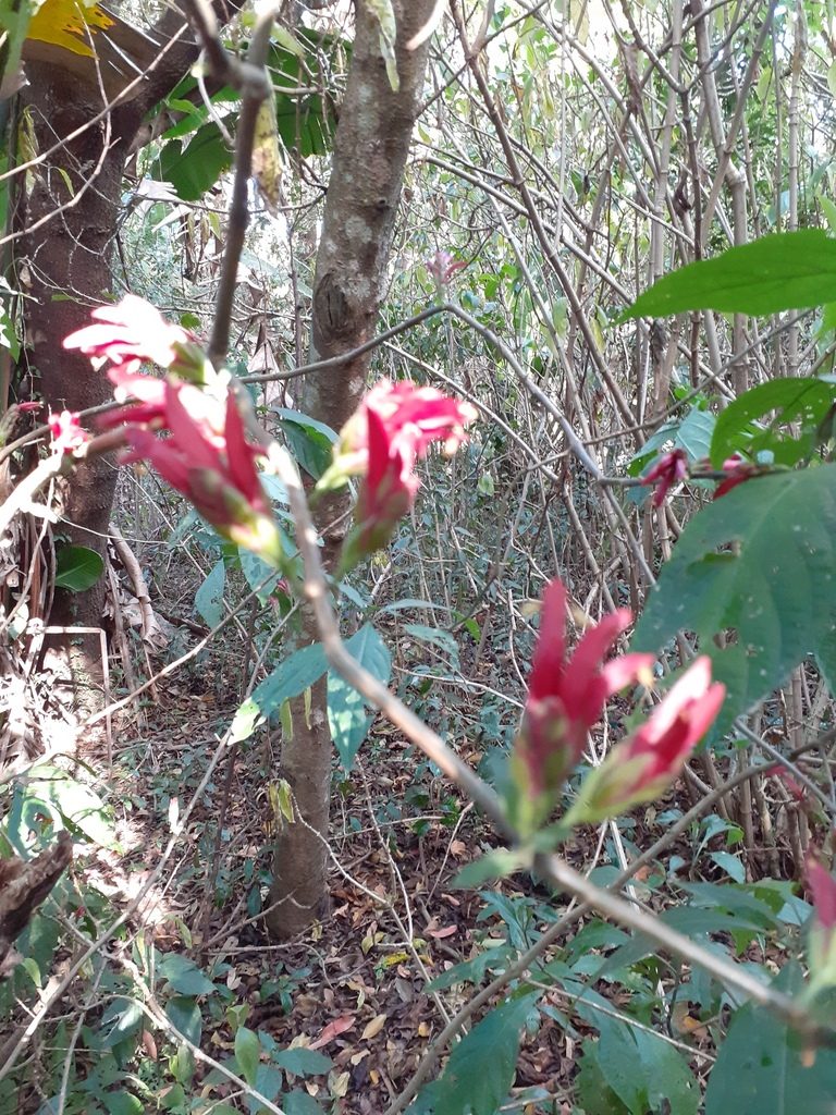 Anisotes pubinervius, photographed by grabbarg