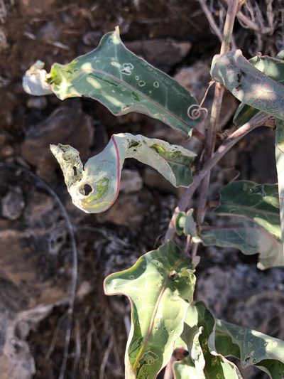 Adenia repanda, photographed by Dave U