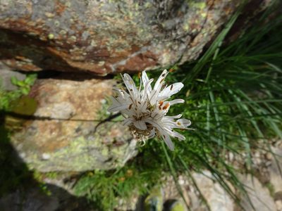 Asphodelus albus, photographed by Guillaume Hoffmann