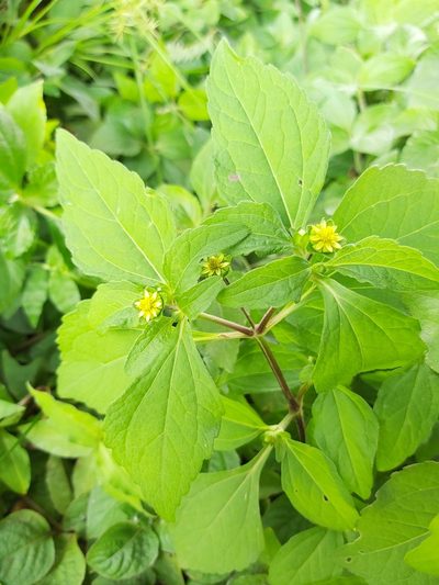 Melampodium costaricense, photographed by Jake Rehage