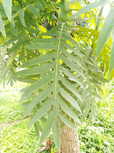 Bocconia arborea, photographed by Jake Rehage