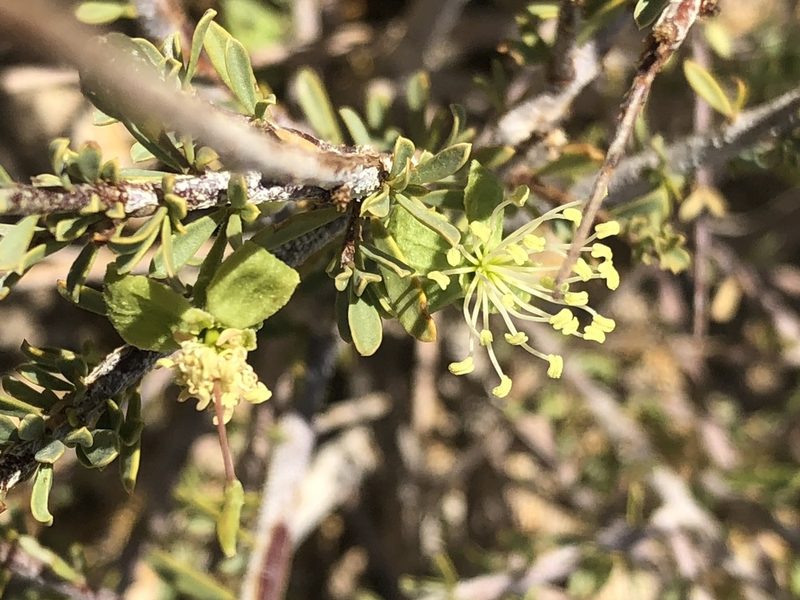 Maerua parvifolia, photographed by Dave U