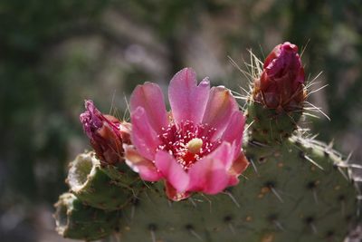 Opuntia pilifera, photographed by Diana Fuentes