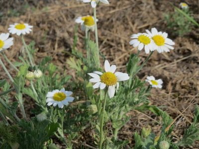 Anthemis arvensis, photographed by Andreas Rockstein