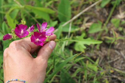 Callirhoe triangulata, photographed by Jacob Friend