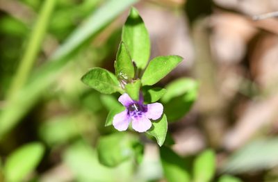 Dyschoriste capitata, photographed by Neptalí Ramírez Marcial