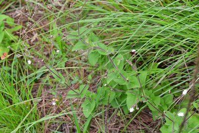 Stevia elatior, photographed by Neptalí Ramírez Marcial