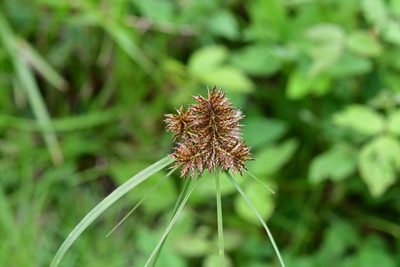 Cyperus manimae, photographed by Neptalí Ramírez Marcial
