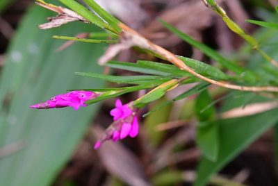 Isochilus latibracteatus, photographed by Neptalí Ramírez Marcial