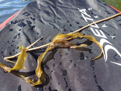 Potamogeton praelongus, photographed by Suzanne Carriere