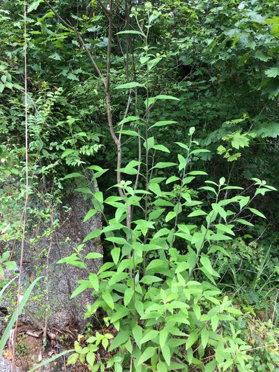 Helianthus resinosus, photographed by Becky Dill