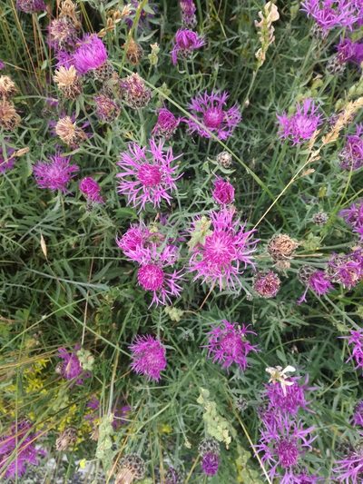 Centaurea ambigua, photographed by Andrea Meucci