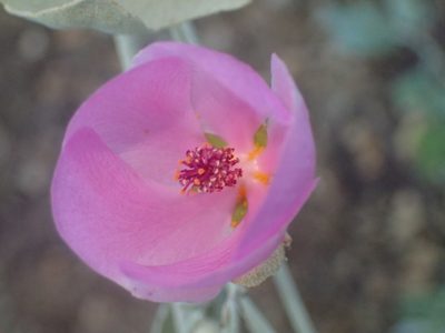 Malacothamnus nuttallii, photographed by George Williams