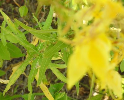 Oenothera rhombipetala, photographed by saltyhiker