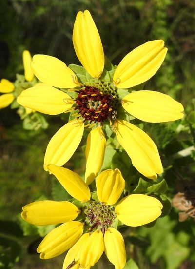 Berlandiera betonicifolia, photographed by saltyhiker