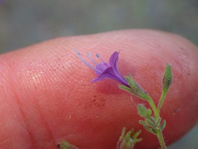 Allophyllum glutinosum, photographed by George Williams