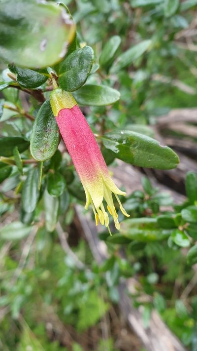 Correa glabra, photographed by Rosalie Lawrence