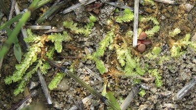 Selaginella eclipes, photographed by Dan MacNeal