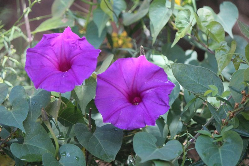 Ipomoea lozanii, photographed by José Belem Hernández Díaz