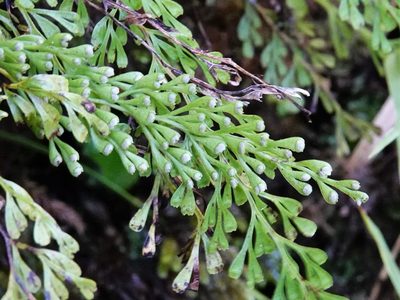 Lindsaea viridis, photographed by Jacqui Geux