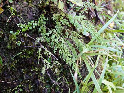 Lindsaea viridis, photographed by Jacqui Geux