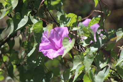 Ipomoea lozanii, photographed by José Belem Hernández Díaz