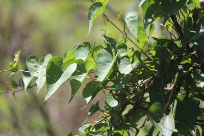 Ipomoea lozanii, photographed by José Belem Hernández Díaz