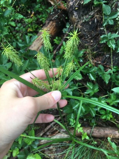 Cyperus retrofractus, photographed by Jessica
