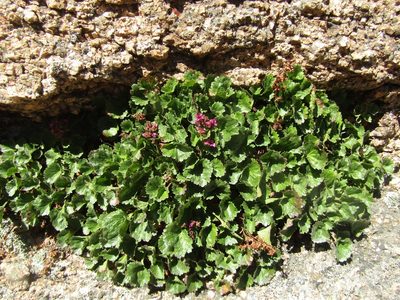 Telesonix jamesii, photographed by Kaden Slone