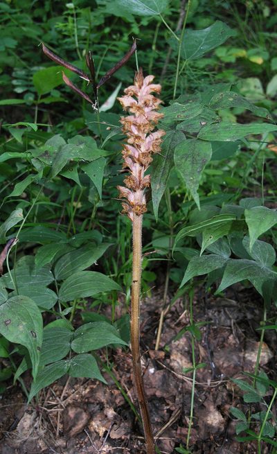 Orobanche alsatica, photographed by Oleg Kosterin