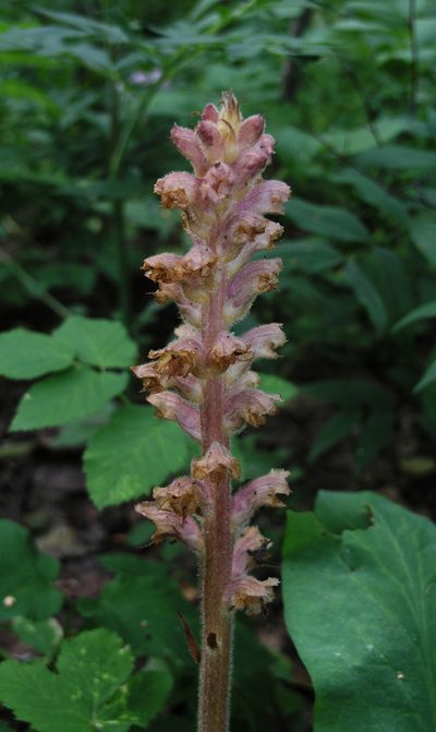 Orobanche alsatica, photographed by Oleg Kosterin