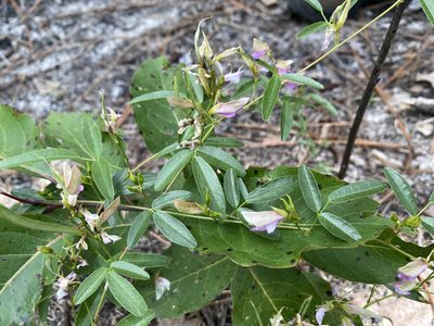 Galactia volubilis, photographed by Alan Weakley