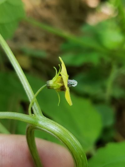 Physalis cordata, photographed by Alex Abair